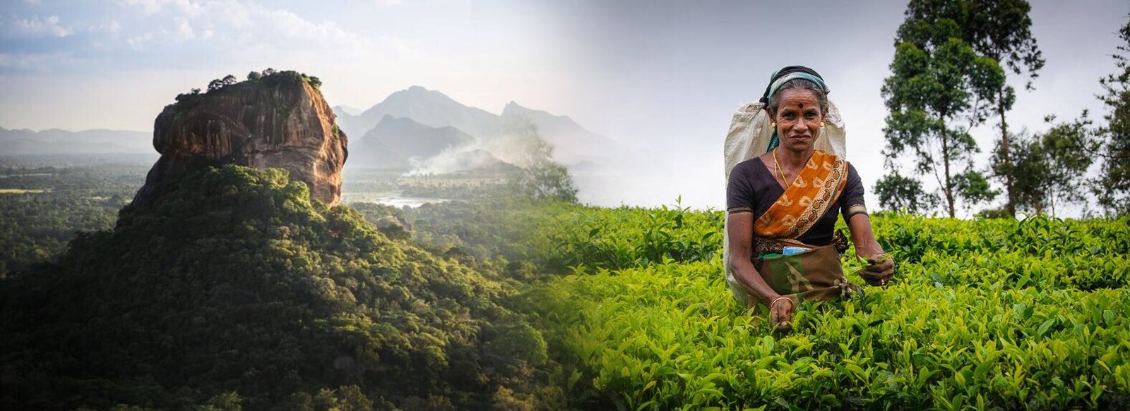 Dambadeniya ancient rock fortress at golden hour